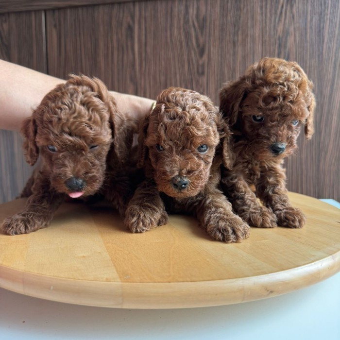 SM anak anjing red toy poodle peliharaan