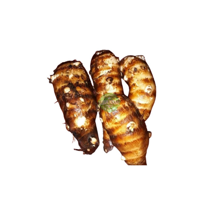 

Umbi Talas Segar 1 Kg - Ubi Talas Pulen