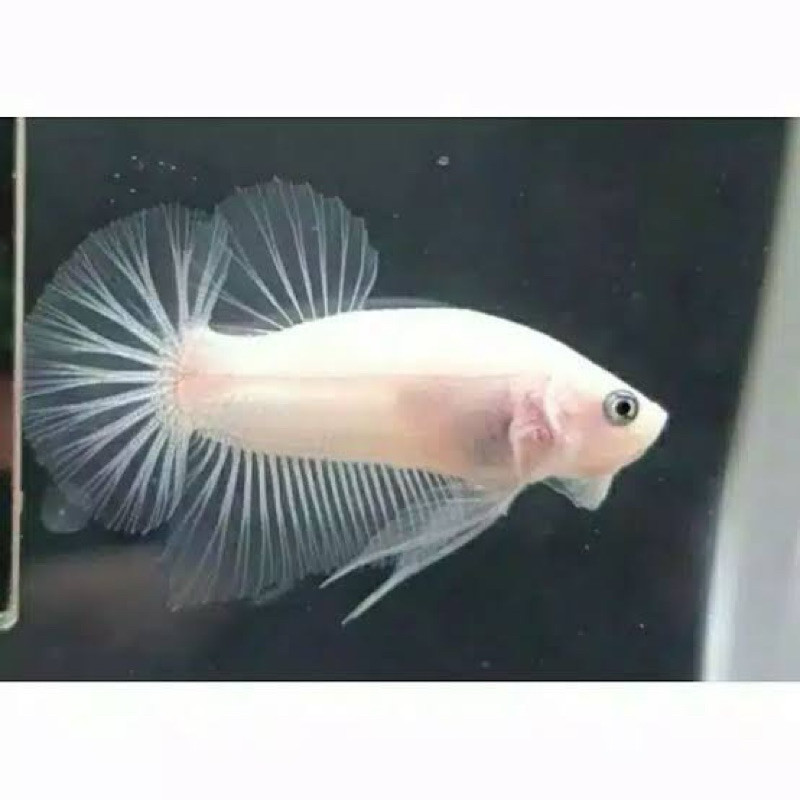 cupang rijek cello cupang pakan predator garansi DOA LIVEWALL