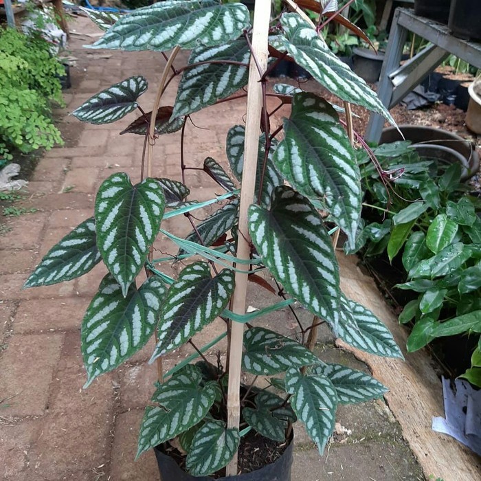 NEW.. Sirih Keraton Tanaman, Sirih Keraton Murah, Sirih Keraton Super, Sirih ,Keraton Merah