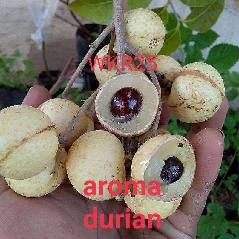 

[COD] Bibit Buah | Klengkeng Aroma Durian | Berdaging Sangat Tebal | Berbuah Dalam Pot | jaminan cepat berbuah | Bibit Okulasi / sambung pucuk istimewa