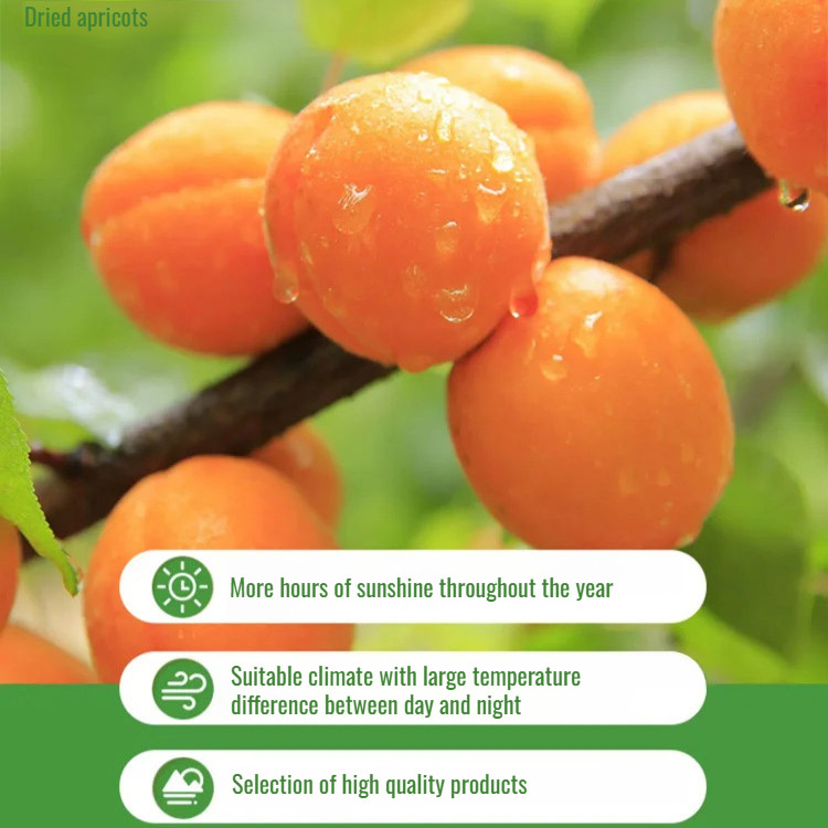 

Ay00! COD/Penjualan PanasDried Apricot 250 Gram /Tanpa Bahan Tambahan Dan Aprikot Merah Kering Tanpa