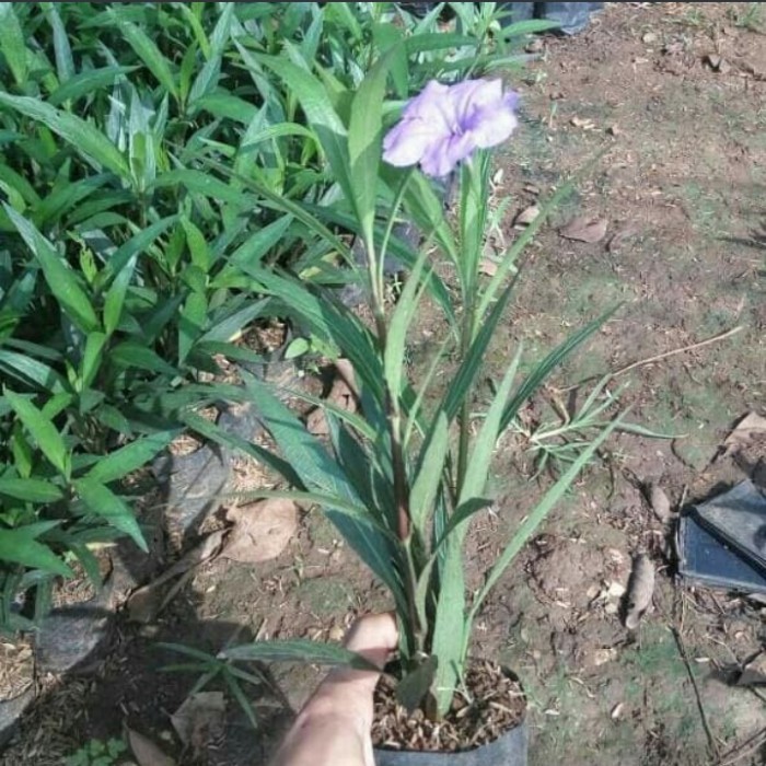 tanaman hias ruellia tegak - rawelia tegak