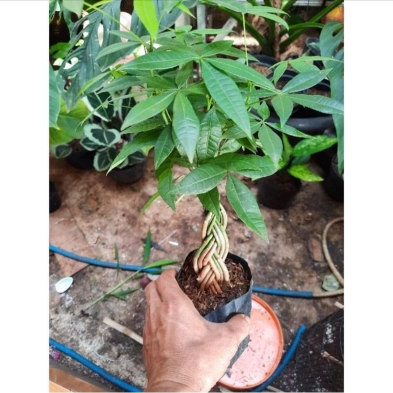 TANAMAN HIAS PACIRA KEPANG (Pacira Kepang)