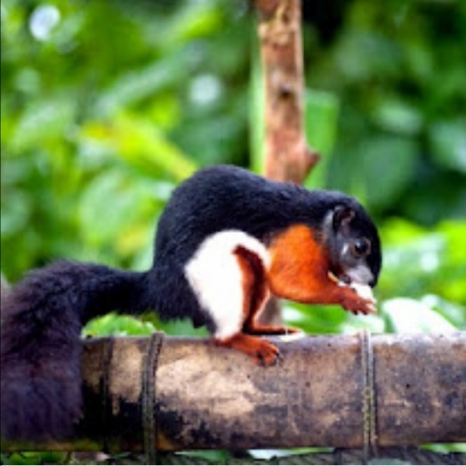 SALE -tupai 3 warna sepasang/satuan - betina