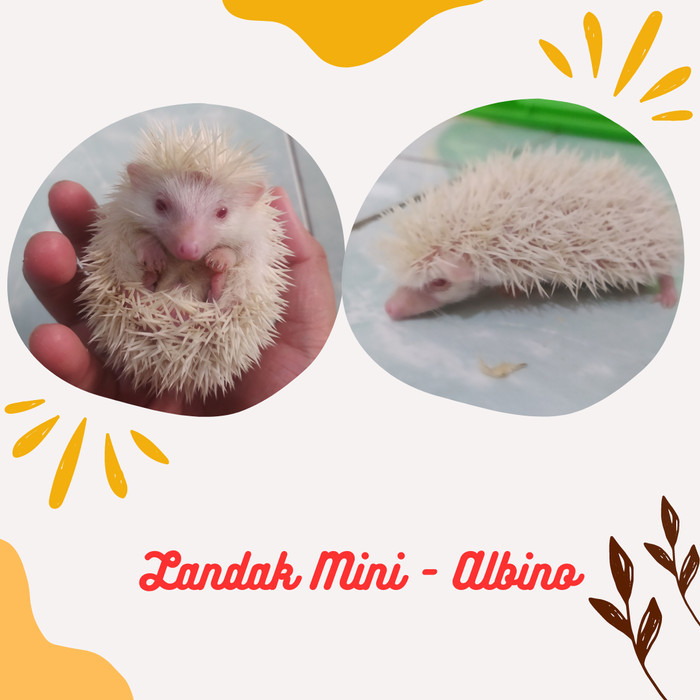 SALE -landak mini anakan - paper