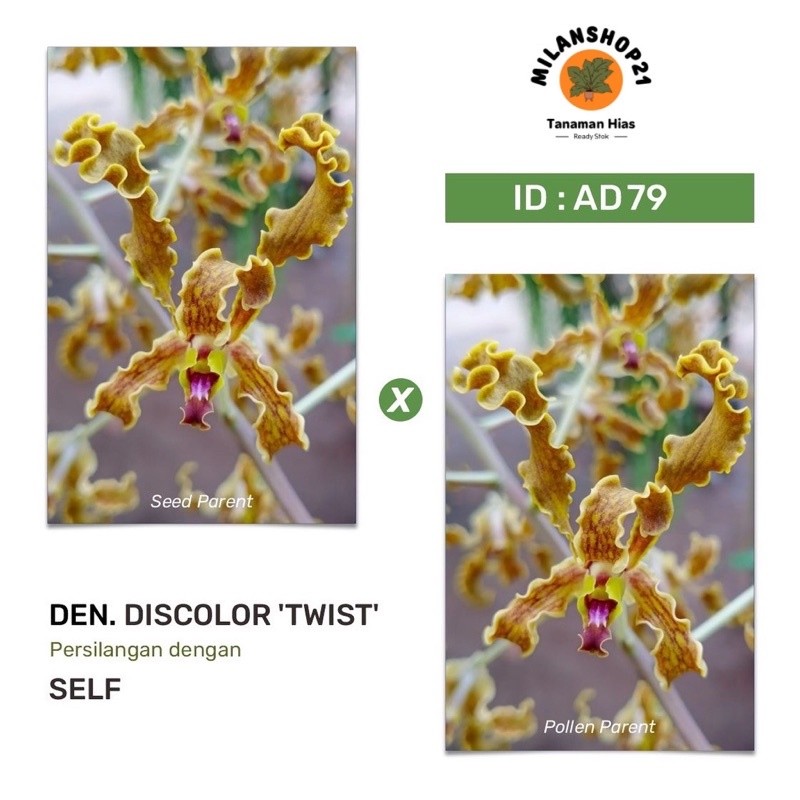 Tanaman Anggrek dendrobium dewasa - anggrek dendrobium