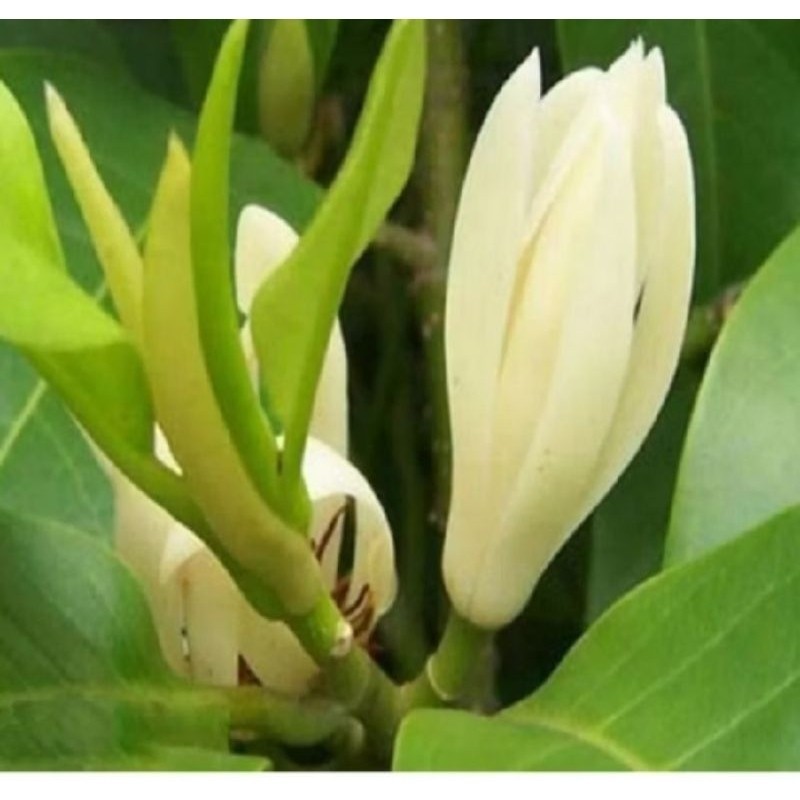 KOKOWA FLORA. Tanaman Bunga Kantil Putih Siap Berbunga Cantik segar