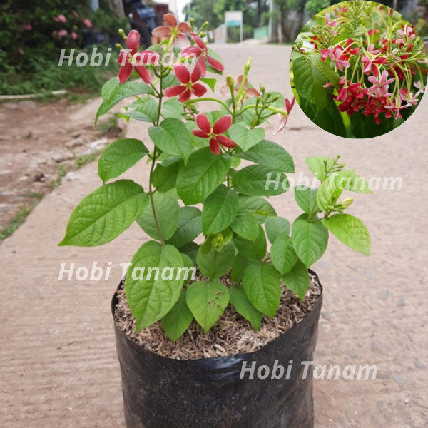 Paket murah bibit tanaman bunga melati belanda bibit bunga melati belanda bibit melati belanda wangi