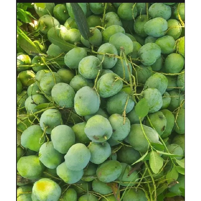 

TEBUS MURAH mangga muda sangat cocok untuk rujak isi 1kg TERBAIK
