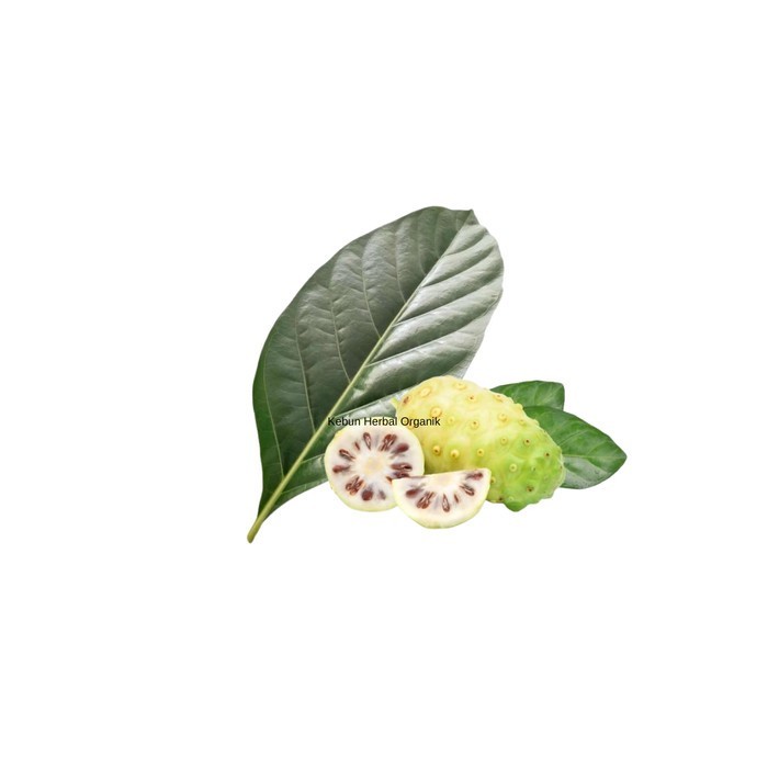 

Daun Mengkudu Segar Pace Noni 500 Gram