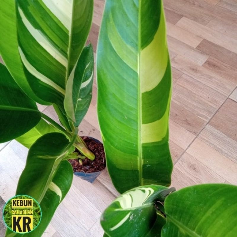 Tanaman HiasPisang Heliconia Varigata//Pisang Hias Berbunga