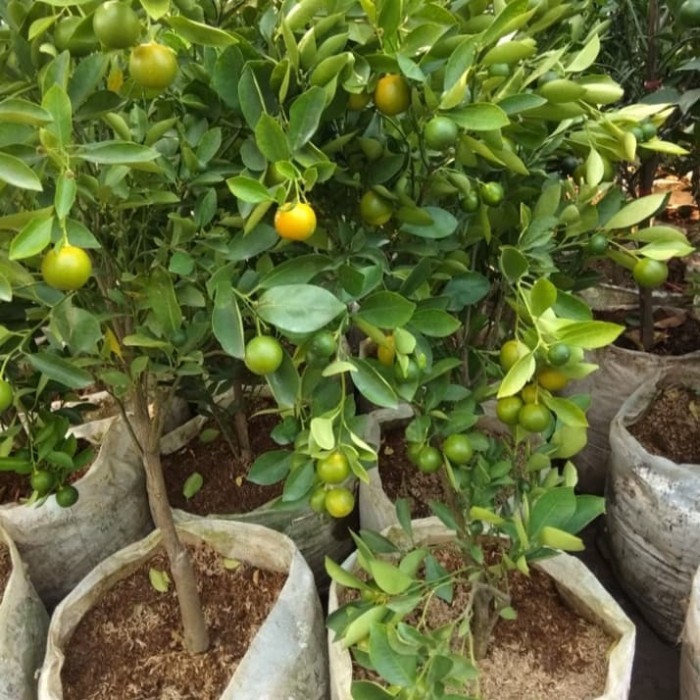 Tanaman Siap Tanam Jeruk Sonkit / Pontianak / Kasturi Besar