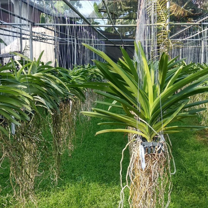 Anggrek vanda dewasa
