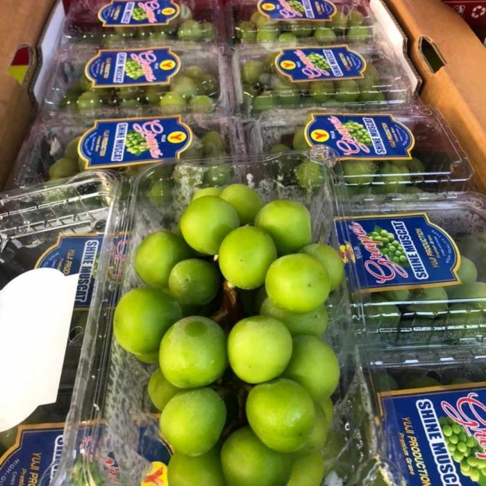 

anggur hijau Muscat fresh infort per dus buah