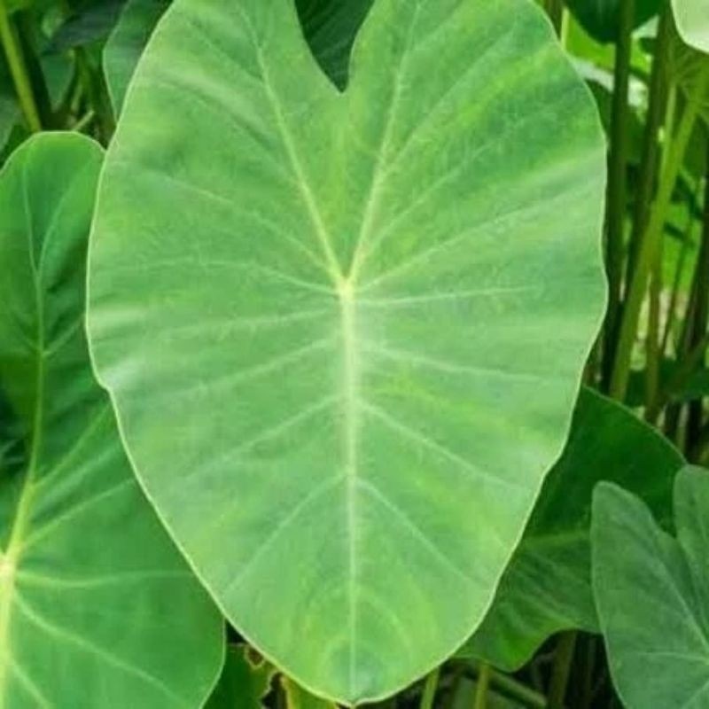

Daun talas segar isi 10 pcs murah terlaris