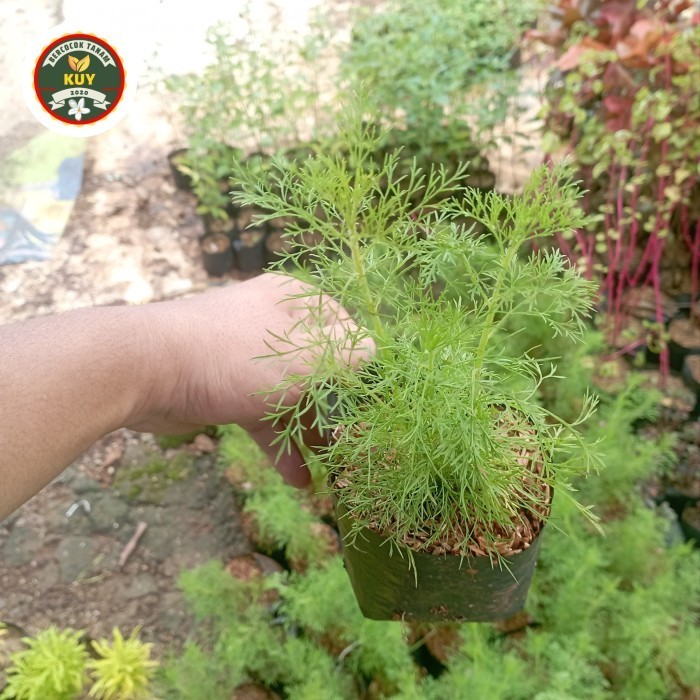 Cemara Air Tanaman Hias Cemara Air Tanaman Cemara Air