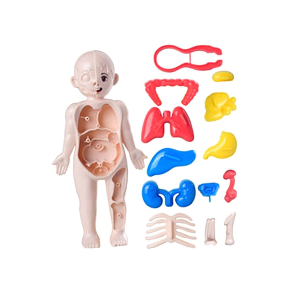 Human Body Toy Human Body Organ Awareness Model for Boys Girls Teaching Tool