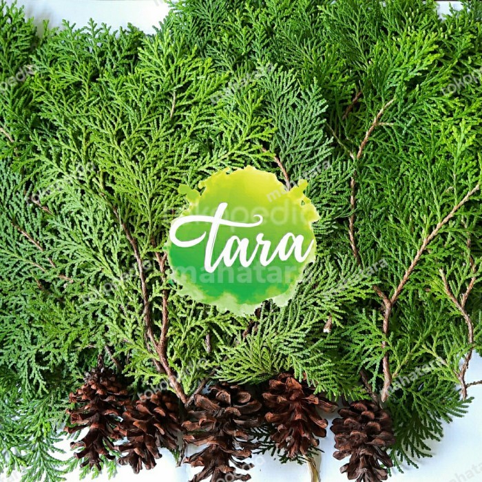 

Daun Cemara Kipas Segar 1kg BONUS Pinus,Dekorasi Natal,Garland,Hampers