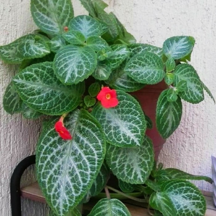 Tanaman gantung episcia bludru hijau / episcia bludru hijau