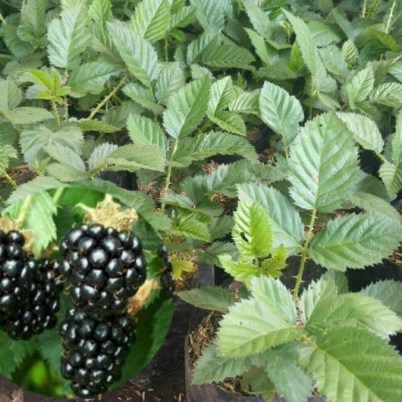 Bibit blackberry / bibit blueberry hitam / blueberry berduri