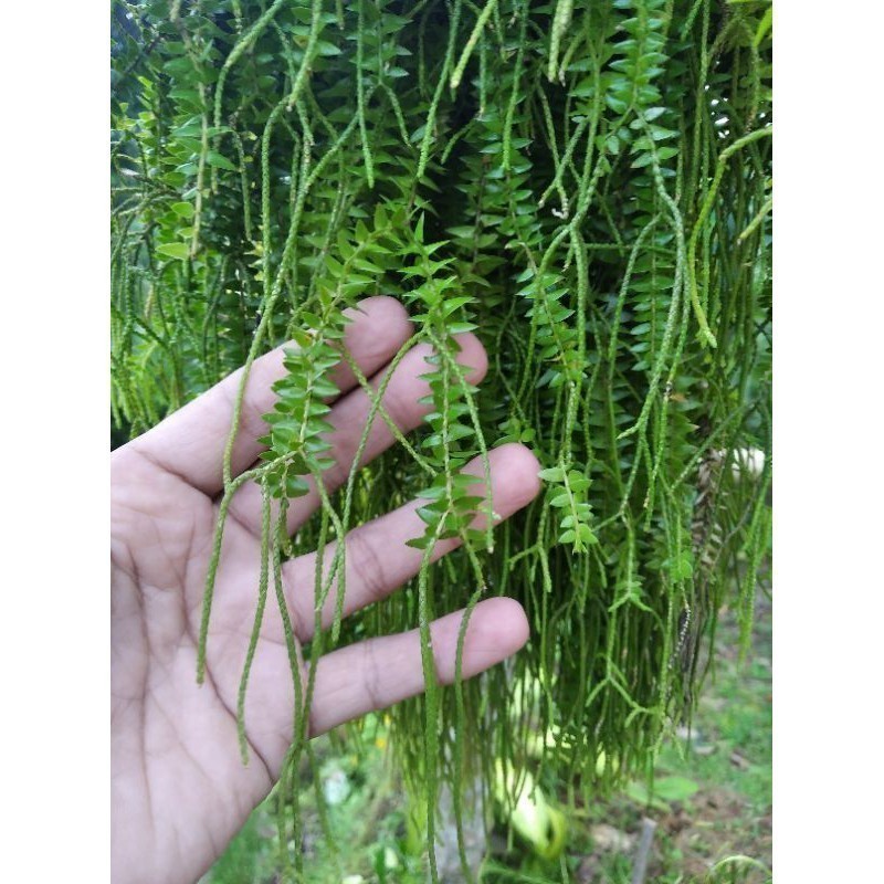 New Promo tanaman hias huperzia/kumpay cucuk tanaman gantung murah COD SRH