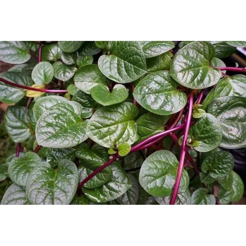

Daun binahong Merah segar Herbal 1kg Heartleaf maderavine madevine / Deng san chi) ^_^