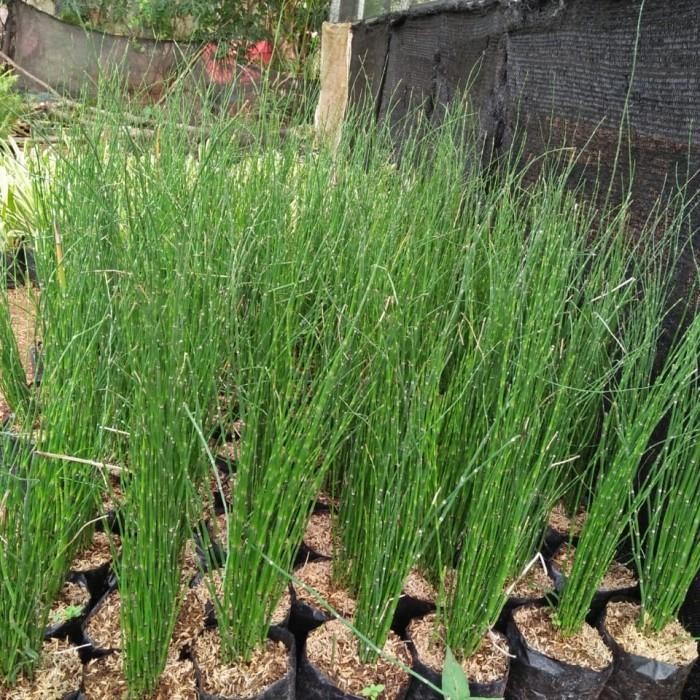 tanaman hias bambu air tanaman air tanaman bambu hias bambu air