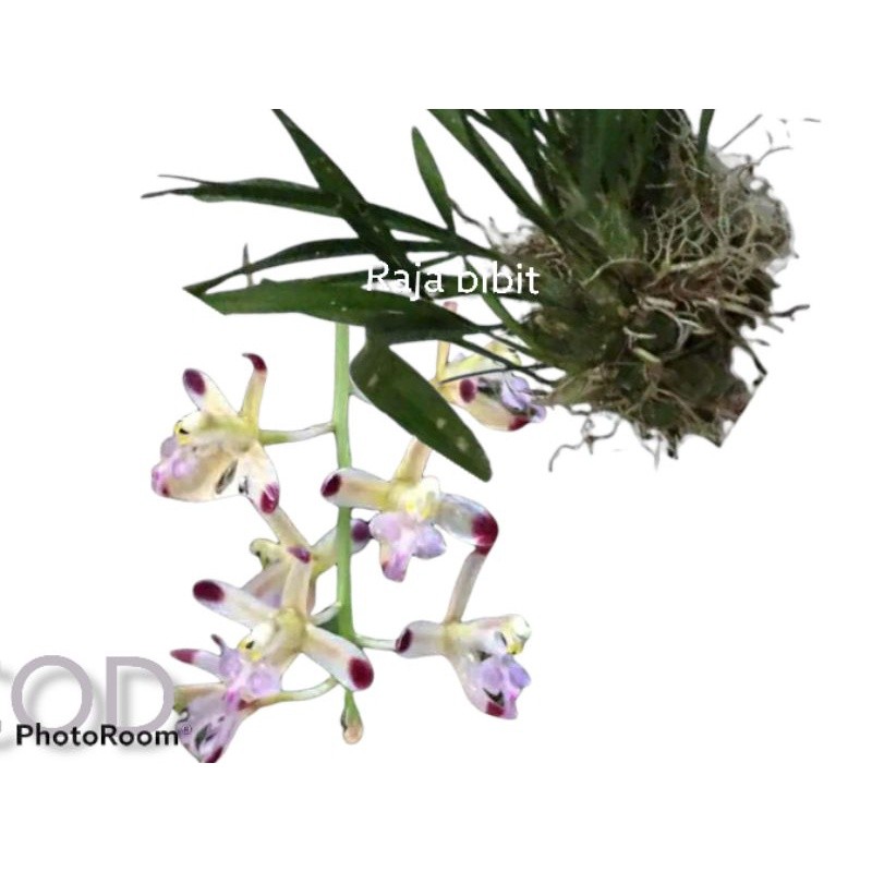 Anggrek pohon Anggrek bawang Javanica bunga ungu