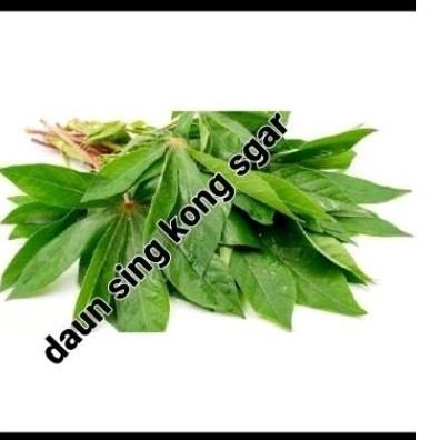 

daun sjnglong sgat 1 ikat