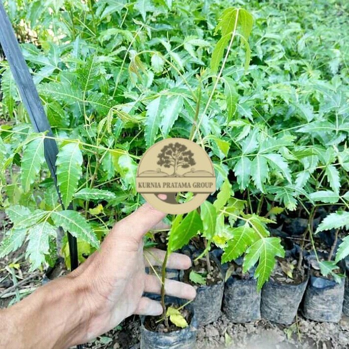 bibit tanaman daun mimba murah kurnia pratama