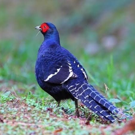 

Fertil Telur ayam hias ringneck mikado pheasant fertil siap ditetaskan Langsung