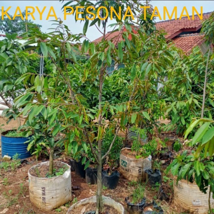 Termurah pohon durian montong tinggi 2 meter