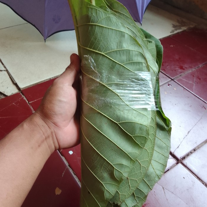 

daun jati segar perlembar