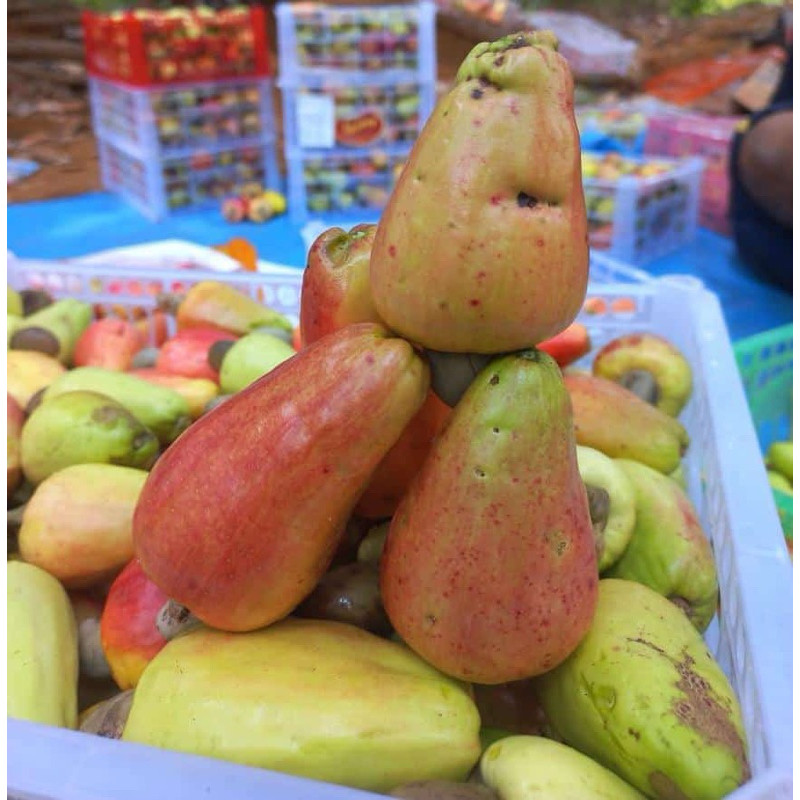 

Jambu mede / jambu monyet 1kg