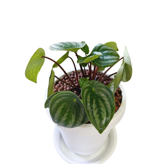 Tanaman hias hidup Peperomia Watermelon Hidup Asli Scandens tanaman peperomia water melon taplant te