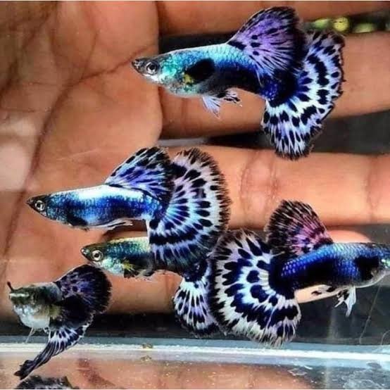 Ikan Hias Guppy Japan Blue Mozaik - betina