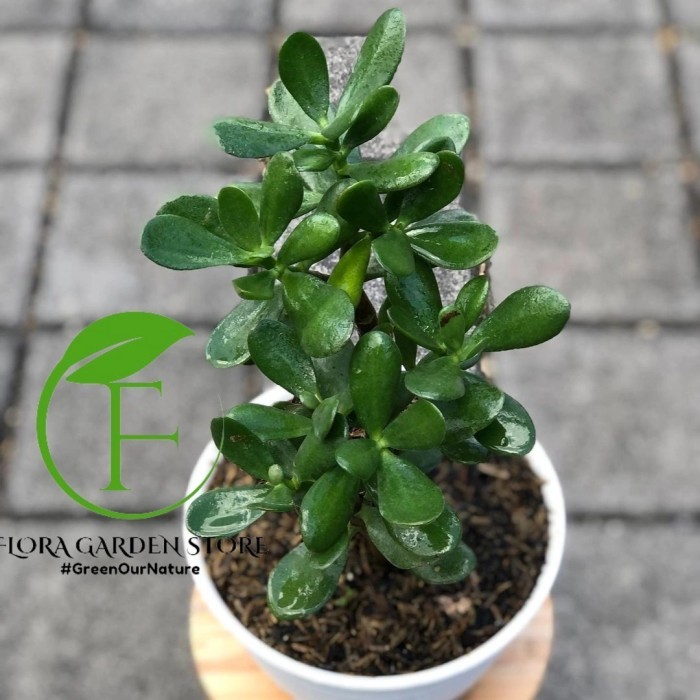 Tanaman Hias Jade Plant - Jade Plant Green