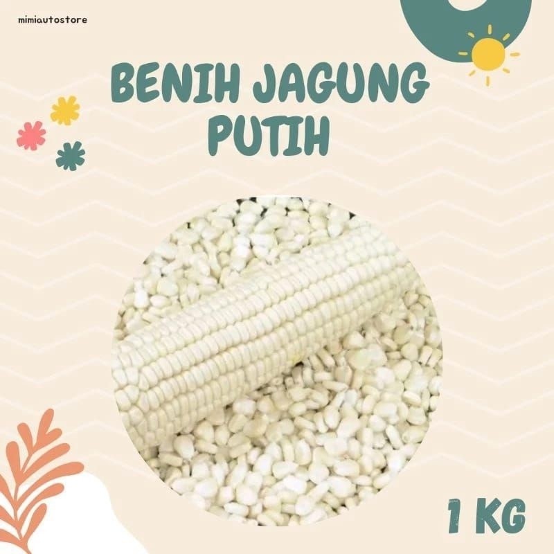COD    1 KG BENIH JAGUNG PUTIH KETAN { USAHA-KECIL }