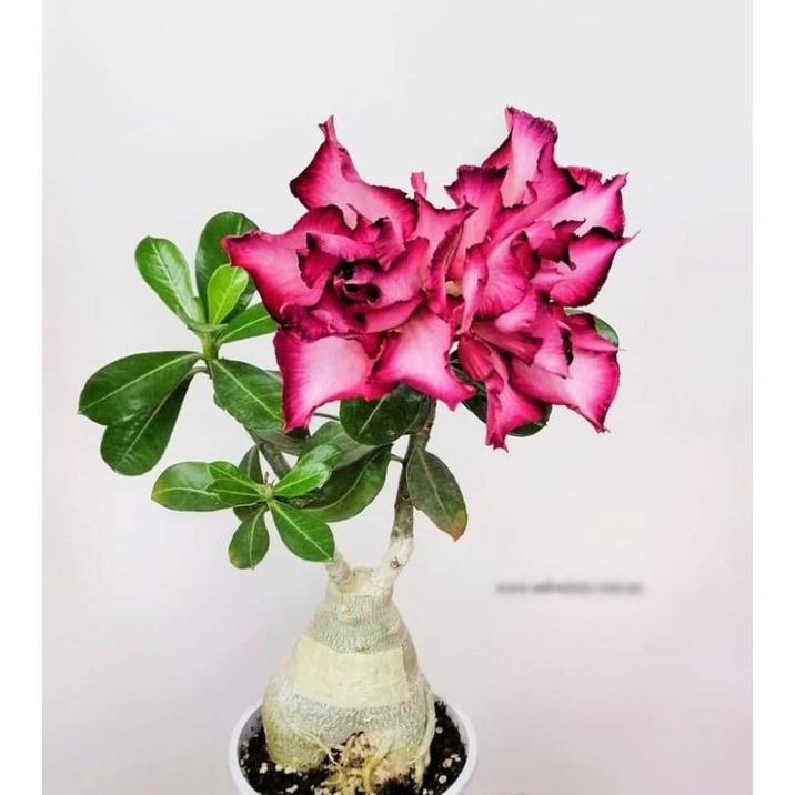 PROMO Tanaman adenium bunga tumpuk-kamboja jepang cabang seribu-adenium bonggol besar-tanaman hidup-