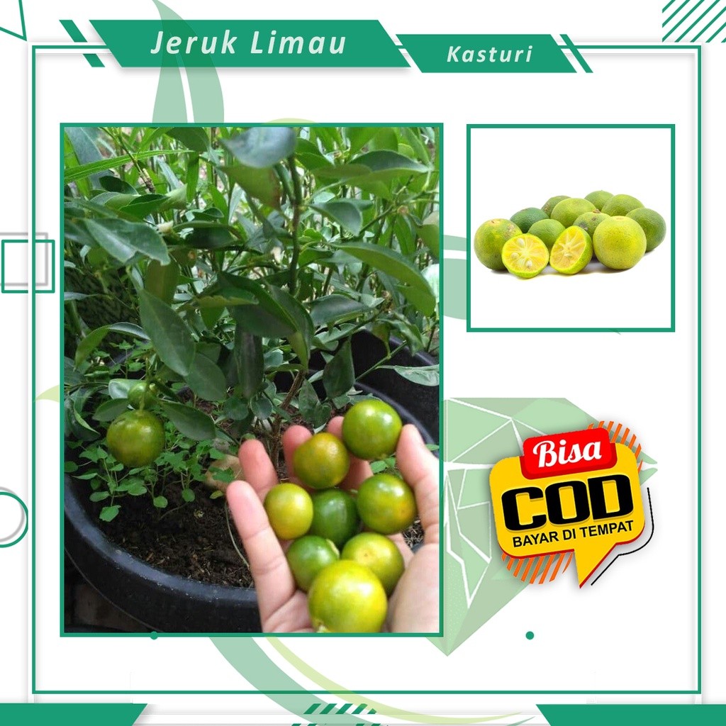 Bibit Jeruk Limau Kasturi [ SPESIAL LIVE ]