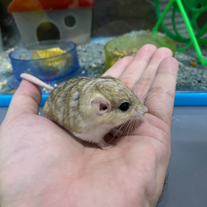 SALE -Gerbil Fat Tail ( Jantan ) New Stock