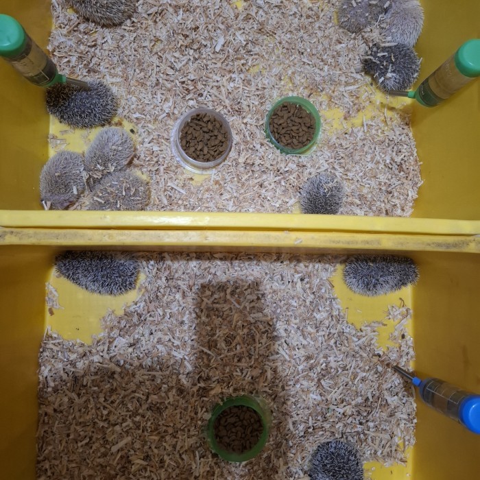 SALE -hewan landak mini hedgehog