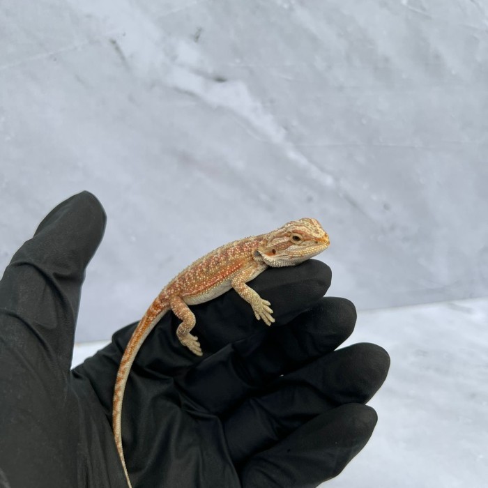 SALE -Bearded dragon hypo het trans ciamik