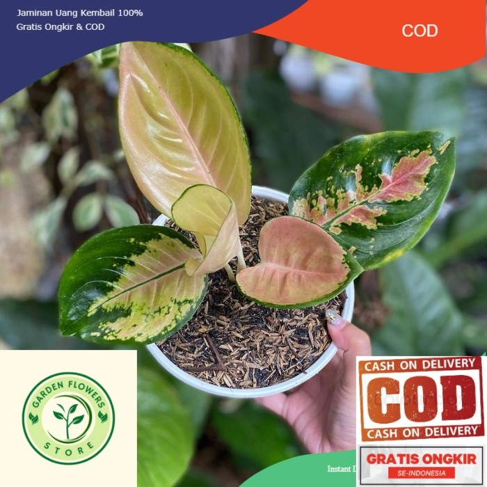 aglonema sultan Brunei anakan