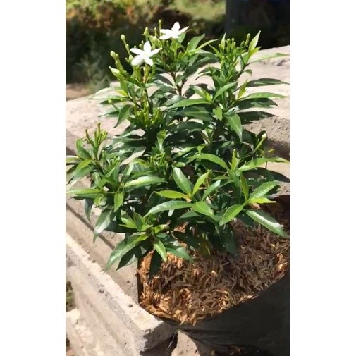 KOKOWA FLORA Tanaman Hias Rombusa Mini Putih Cantik