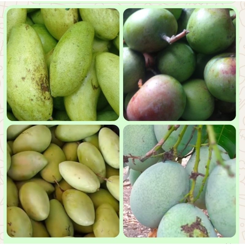 

PROMO AMBYAR Paket Campur Mangga Muda Mini 1kg TERMURAH
