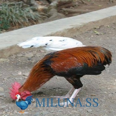 

FERTIL TELUR AYAM tukung / hias / siap ditetaskan