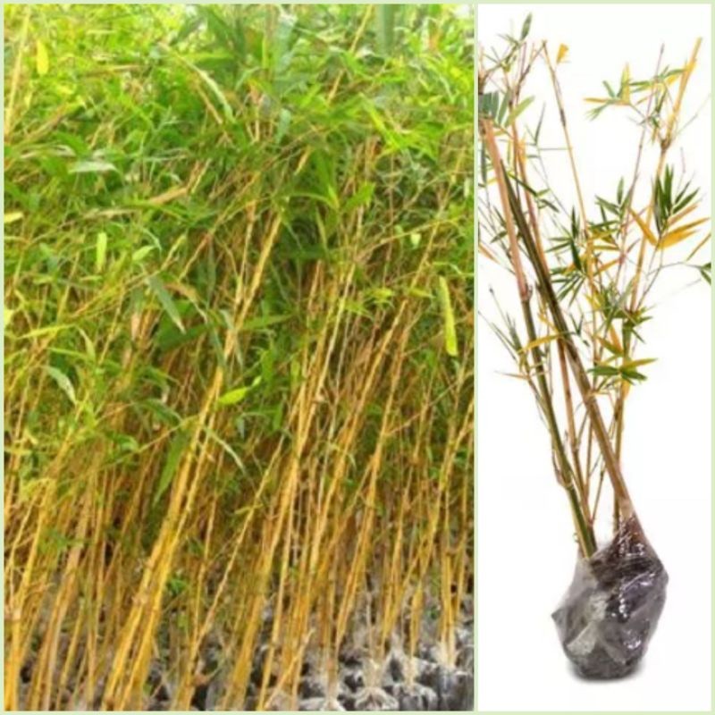 tanaman hias bambu kuning 1,5 Meter