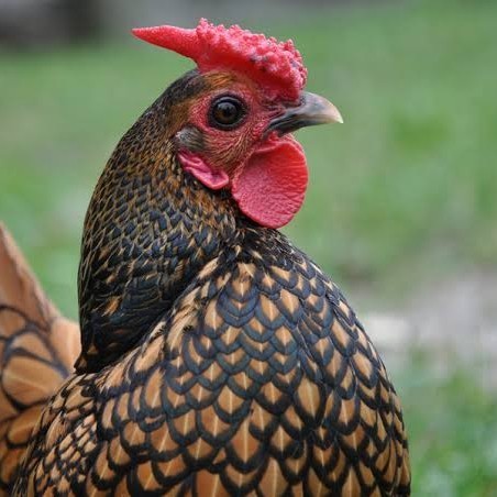 

Fertil Telur ayam serama kate batik kanada telur ayam hias fertil siap tetas